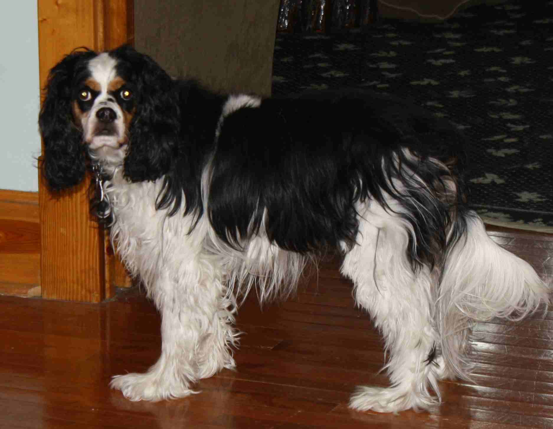 2018-03-30 Gussie Before.jpg